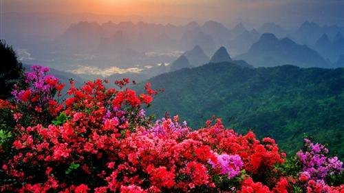 井岡山杜鵑花開，一起來看吧！