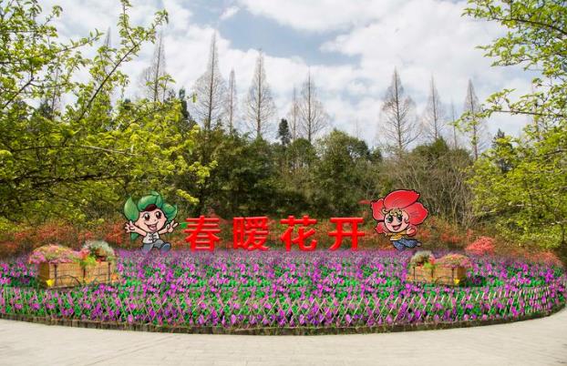 2020年井岡山杜鵑花節圖片