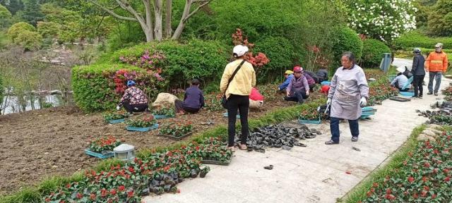 園林工人為杜鵑花節施工