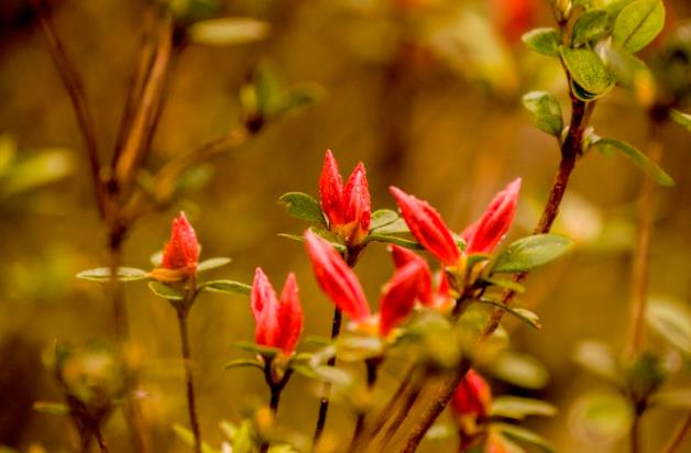 賞井岡山杜鵑花花色