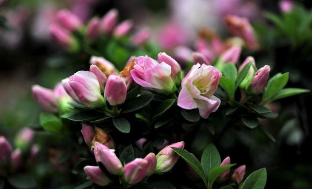 展覽期間的杜鵑花