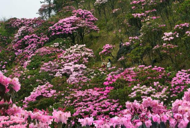 井岡山江西坳上的杜鵑花