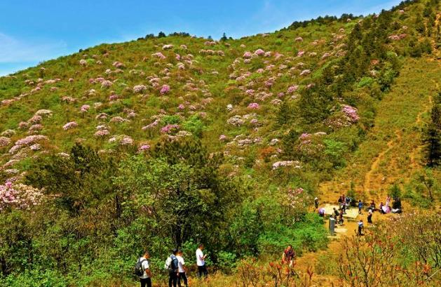 去年的杜鵑花節