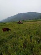 井岡山紅色文化教育暢談鄉居舊憶-耕牛（外二章）