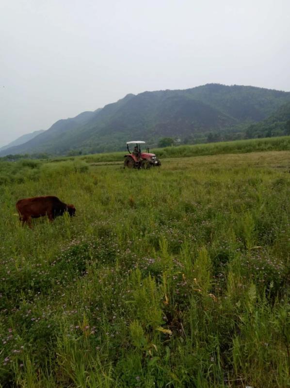 井岡山紅色文化板橋