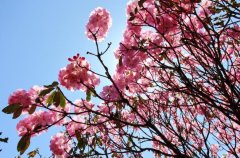 醉美總是映山紅